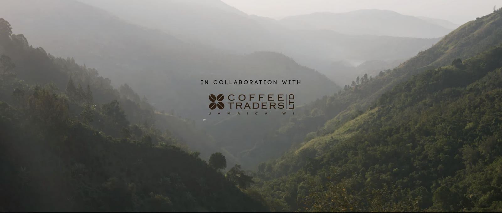 Lets see how Jamaica Blue Mountain Coffee Beans are Prepared