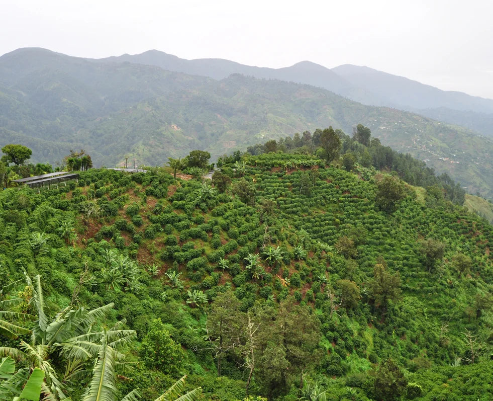 The Complete Guide to Jamaican Blue Mountain Coffee (2026)
