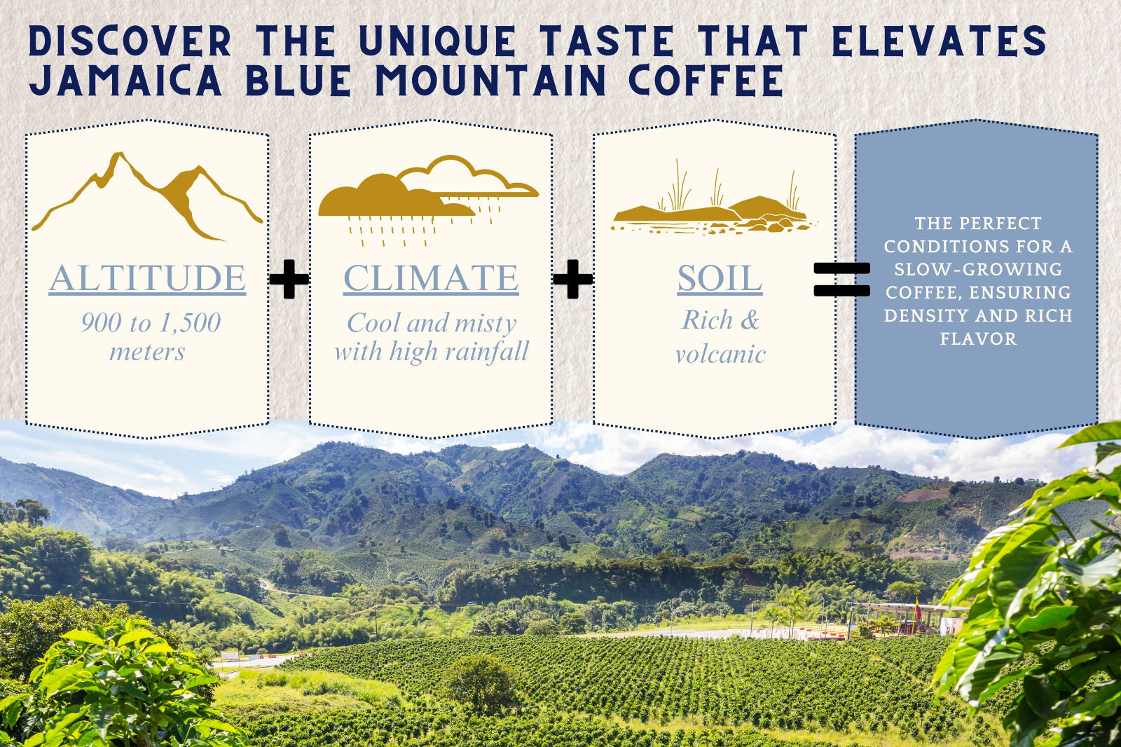 Stoneleigh Coffee Premium 100% Jamaican Blue Mountain Roasted Beans 16oz Pack of 3 (FREE SHIPPING FROM JAMAICA)