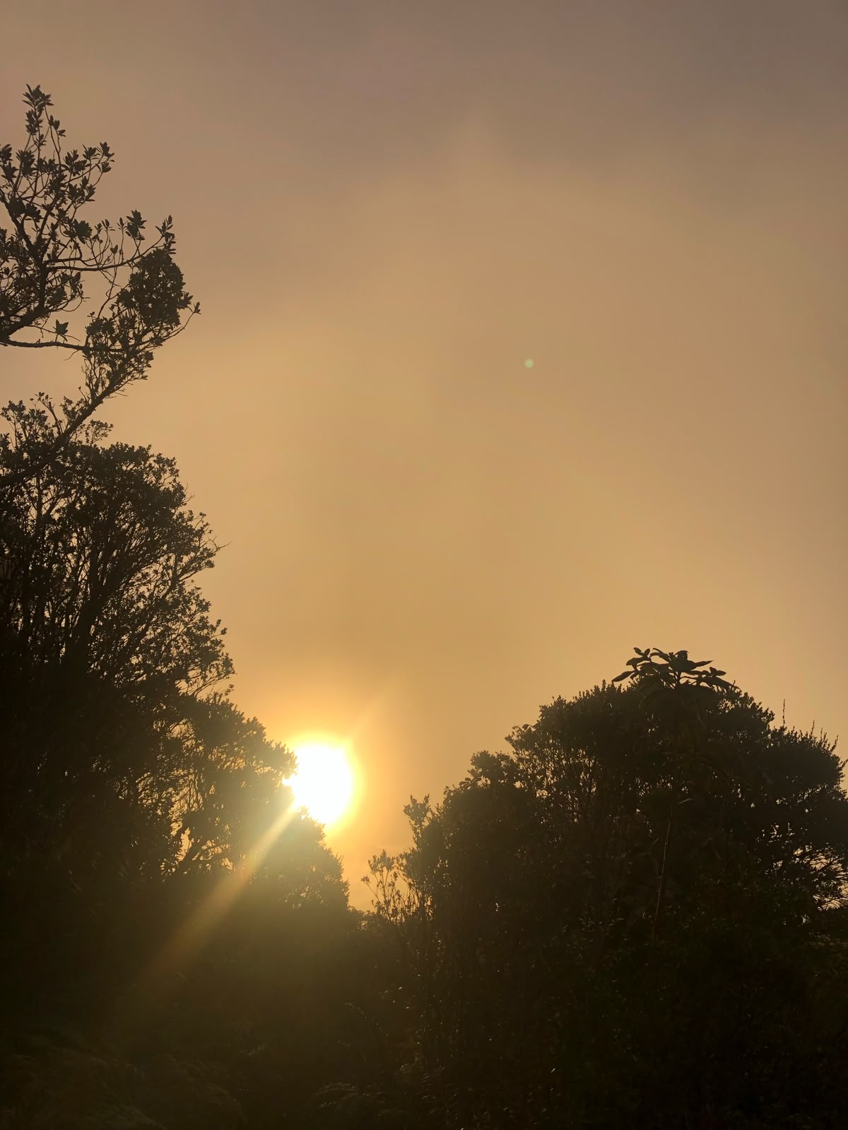 Sunrise through the trees at Blue Mountain Peak