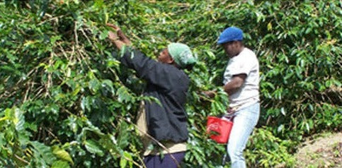 Coffee pickers on a steep slope in Jamaica's Blue Mountains
