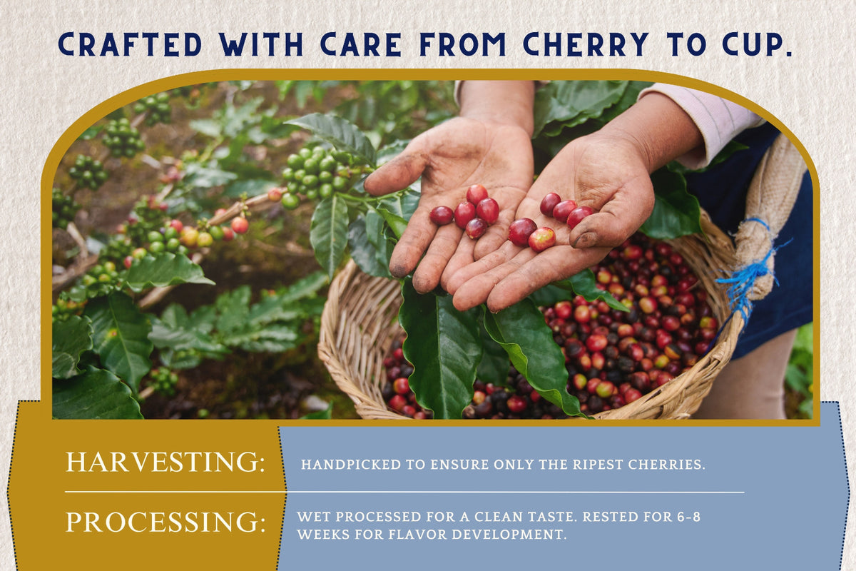 Stoneleigh Coffee Premium 100% Jamaican Blue Mountain Roasted Beans 16oz Pack of 3 (FREE SHIPPING FROM JAMAICA)