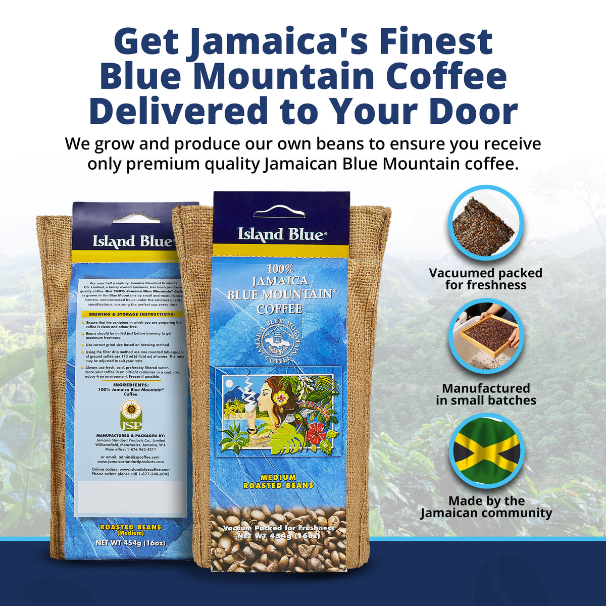 Island Blue Jamaica Blue Mountain Coffee, Medium Roast Whole Bean 16oz, Pack of 2, photo 3