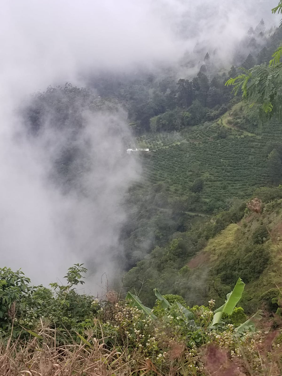 Clouds filling a valley in the Blue Mountains