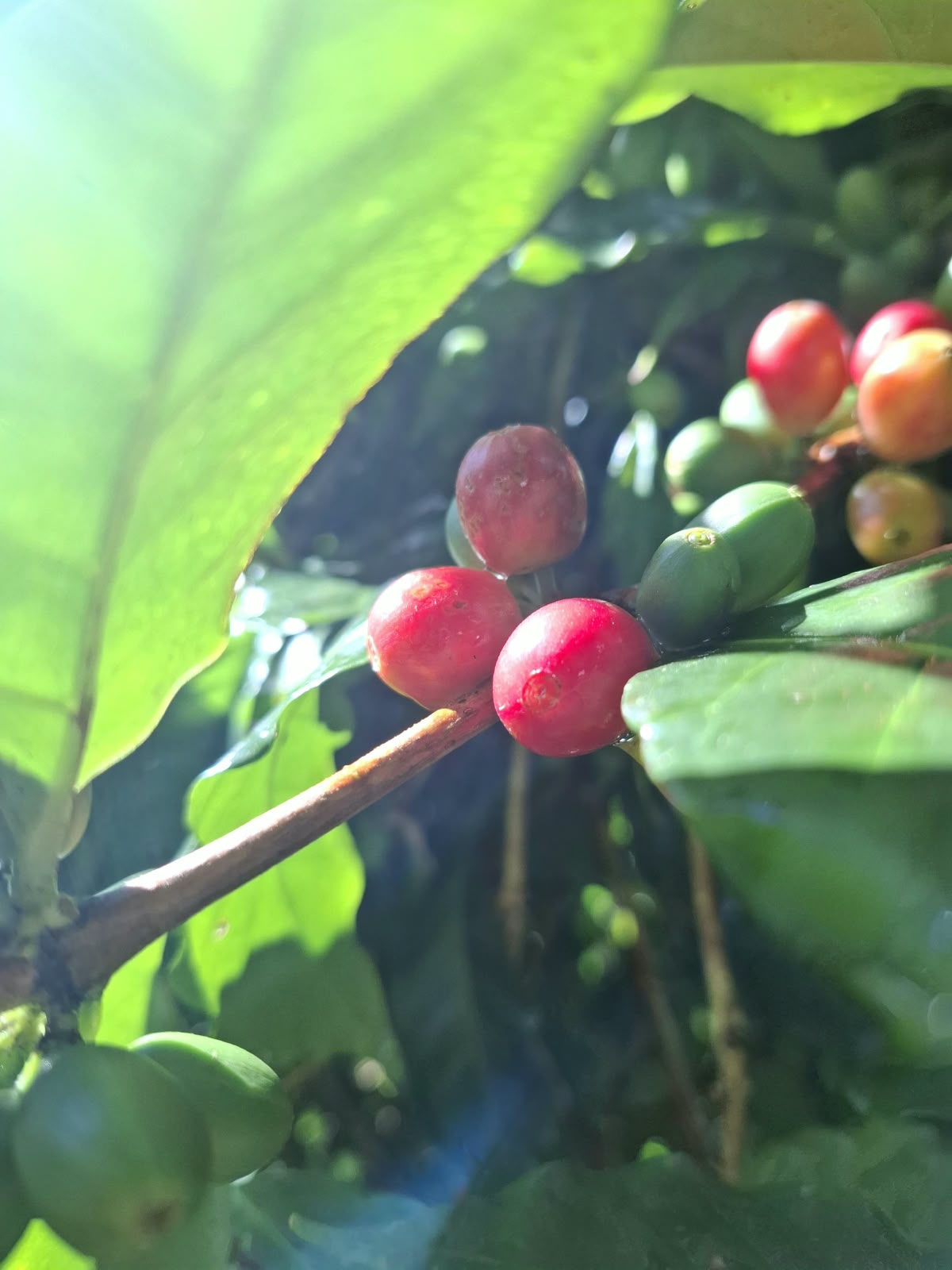Ripe red coffee cherries on the branch