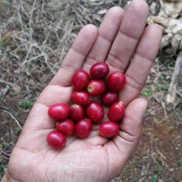 Sara holding ripe red coffee cherries in her hand