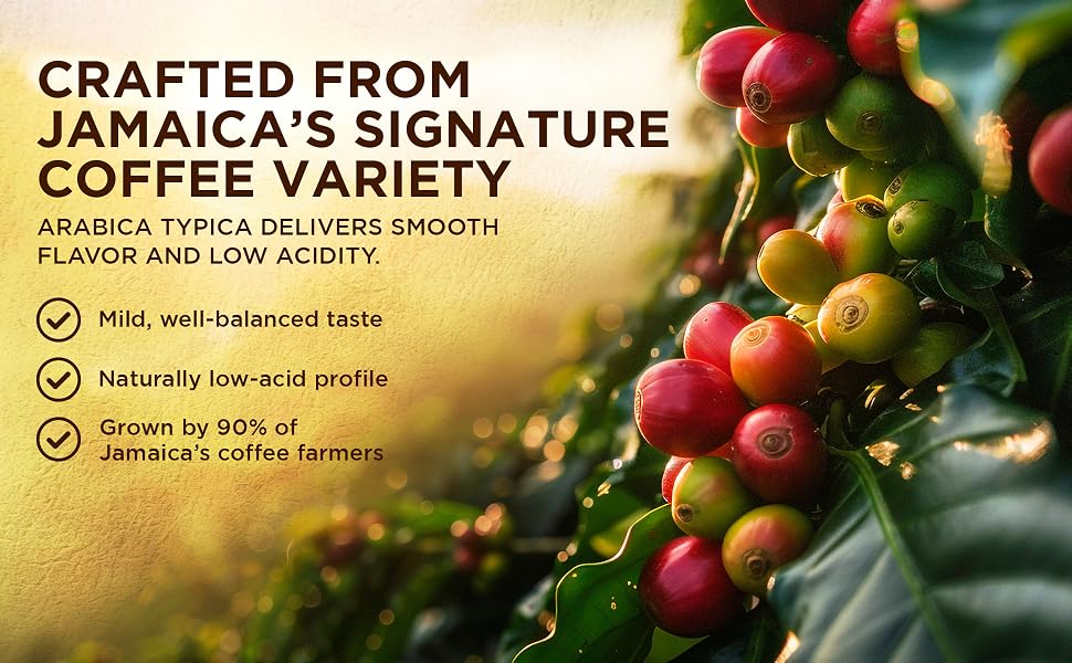 Ripe red Arabica Typica coffee cherries on the branch: mild, well-balanced, naturally low-acid
