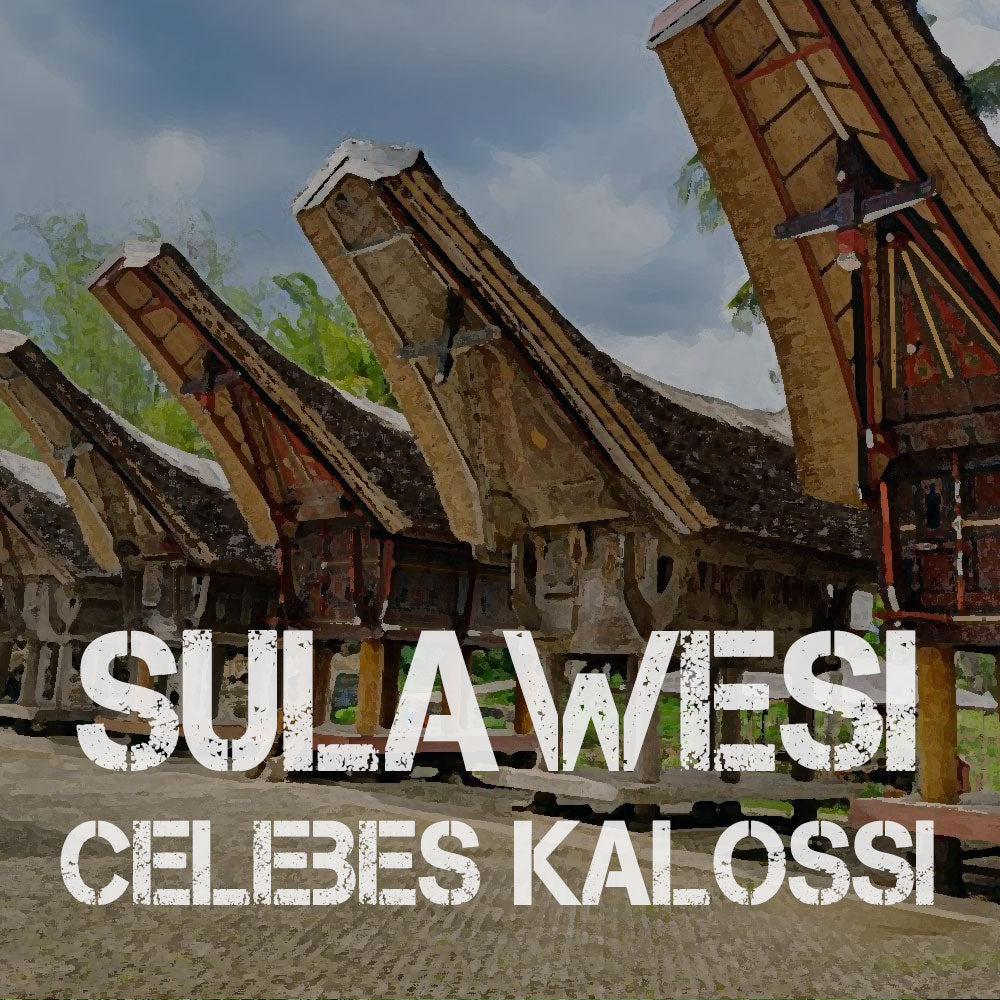 One Happy Coffee Sulawesi Celebes Kalossi whole bean coffee 16oz