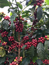 Stoneleigh 100% Jamaica Blue Mountain Coffee Ground 8oz